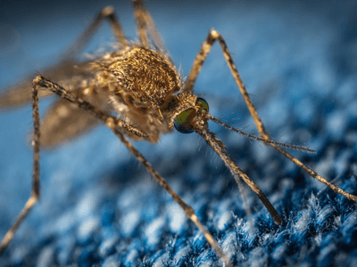 About Elizabeth Pest Control Experts - pest control experts in Elizabeth